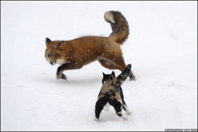 Igor Shpilenok/ Veolia Environnement Wildlife Photographer of the Year 2009/ Veolia Environnement Wildlife Photographer of the Year é propriedade do Natural History Museum e BBC Wildlife Magazine