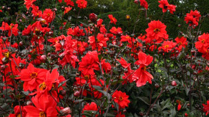red flowers