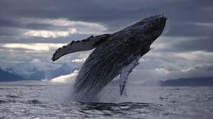 Humpback Whale from Nature Picture Library