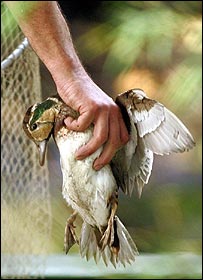 مسئولان سازمان اف.ای.او می گويند افغانستان با 'تهديد جدی' شيوع آنفولانزای مرغی روبروست