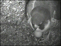 The first egg of 2009 is revealed!