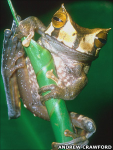 Gastrotheca_cornuta