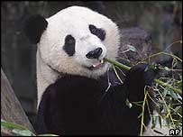 Pandë gjigande duke ngrënë shkop bambuje