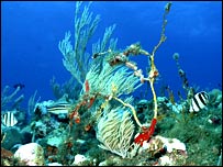 Imagem submarina no atol no Caribe