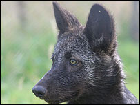 Wolf cub at the UK Wolf Conservation Trust