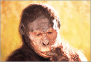 Australopithecus afarensis