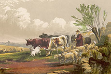Drover and livestock on common land