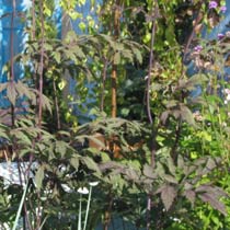 Cimicifuga simplex 'Brunette'