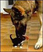 Big dog licking very small cat