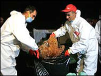 Ptačí chřipka v Rumunsku