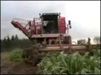 Harvesting sugar beet