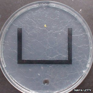 Slime mould Physarum polycephalum