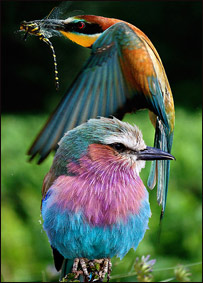 شکار پرندگان