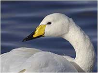 Whooper Swan c/o RSPB Images/Sue Tranter