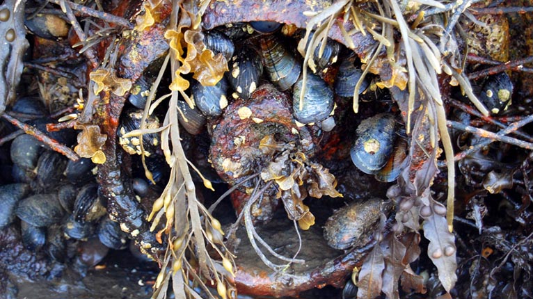 Feusgain a' fàs ann an seann chuible air cladach Chille Chòmhghain