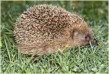hedgehog