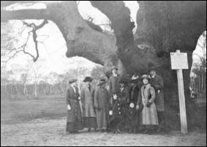The Major Oak - 1913