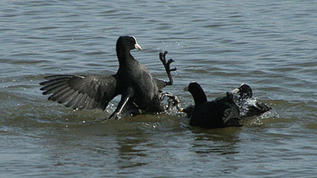 coots.jpg