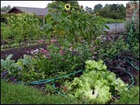 自留地里长势喜人的蔬菜