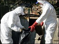 Hırvatistan'da kuş gribine karşı itlaf çalışmaları