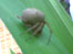 Garden Cross spider