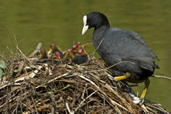Coot chicks at Kew Gardens. Photo by Heather Angel