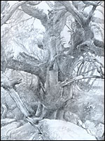 A sketch by Alan Lee