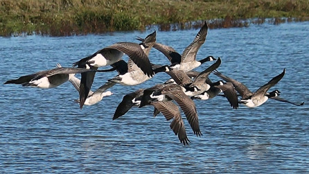 Canada geese on the River Neath by Mike Davies