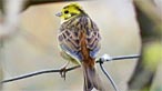 Yellowhammer. Photo: Ros Baylis