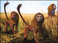 Imagem dos "baboukari" Crédito da foto: ©The Future is Wild Limited - Pictural Charts Educational Trust