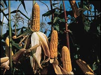 Genetik yapısı değiştirilmiş mısır 