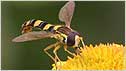 Hoverfly c/o Margaret Holland