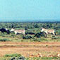 Zebras grazing on the open plains in Kenya