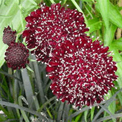Scabiosa atropurpurea ‘Ace of spades’