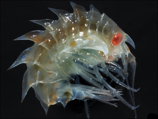 Organismo de la familia de los anfípodos. Foto: BAS/ P. Bucktrout