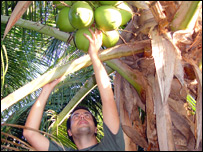 O repórter Paulo Cabral experimenta um coco de Petrolina