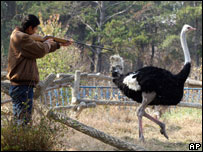 Funcionário de zoológico chinês vacina avestruz