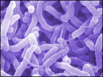 ميکروبهای وبا