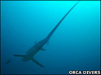 Três espécies de tubarão raposa foram avaliadas como vulneráveis a extinção