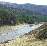 Glen Feshie