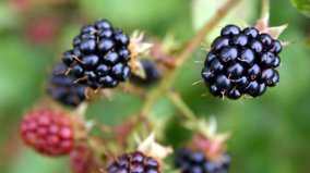 blackberry.jpg