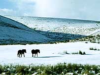 Exmoor with ponies in winter