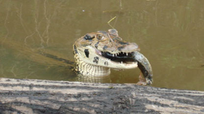 A Black Caiman