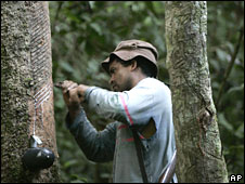 Cạo mủ cao su ở Xapuri, Brazil