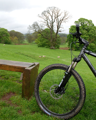 Mountain bike, with 300 year old sycamore tree in background