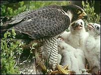 Peregrine falcon and chicks