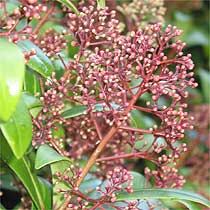 Skimmia