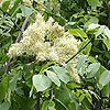 Fraxinus ornus