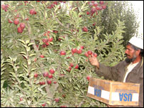 نگهداری سيب 