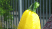 Courgette